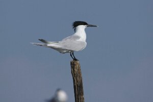 Bibione_SD1_2013-04-14_0180